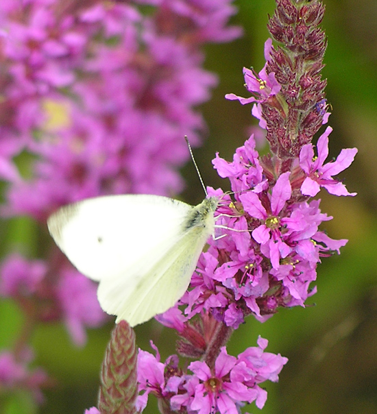 Blutweiderich, Lythrum salicaria